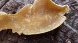 Trametes ochracea image