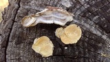 Trametes ochracea image