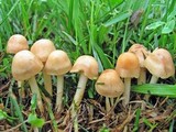 Marasmius oreades image