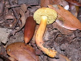 Hortiboletus campestris image
