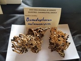 Bunodophoron melanocarpum image
