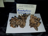 Bunodophoron melanocarpum image