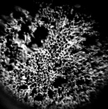 Meripilus sumstinei image