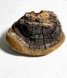 Phellinus badius image