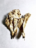 Hydnopolyporus fimbriatus image