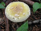Amanita praecox image