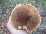 Boletus variipes image