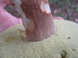 Boletus variipes image
