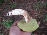 Boletus variipes image
