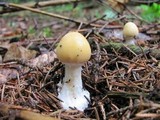 Amanita praecox image