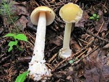 Amanita praecox image