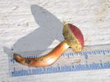 Hortiboletus campestris image