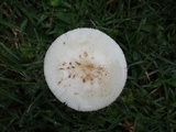 Amanita pseudovolvata image