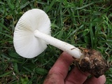 Amanita pseudovolvata image