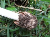 Amanita pseudovolvata image