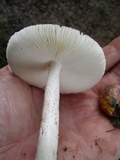 Amanita pseudovolvata image