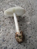 Amanita pseudovolvata image