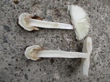 Amanita pseudovolvata image