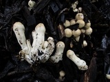 Coprinopsis variegata image