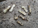 Coprinopsis variegata image