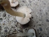Pluteus podospileus image