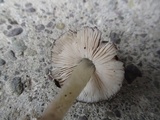 Pluteus podospileus image