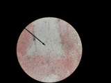 Pluteus podospileus image