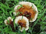 Ganoderma sessile image