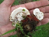 Ganoderma sessile image