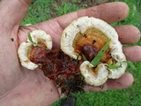 Ganoderma sessile image
