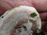 Ganoderma sessile image