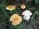 Russula ochroleucoides image