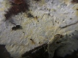 Mycolindtneria leucobryophila image