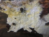 Mycolindtneria leucobryophila image