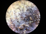 Mycolindtneria leucobryophila image