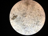 Botryobasidium conspersum image