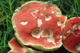Boletus rubellus image