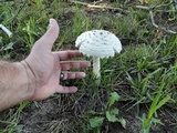 Amanita thiersii image