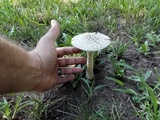 Amanita thiersii image