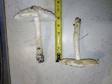 Amanita thiersii image