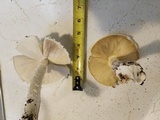 Amanita thiersii image