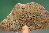 Boletus rubellus image
