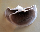 Steccherinum reniforme image