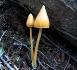 Entoloma quadratum image