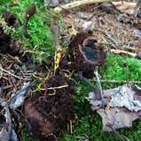 Tolypocladium ophioglossoides image