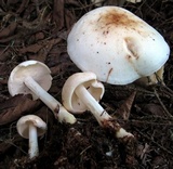 Rhodocollybia maculata image
