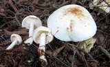 Rhodocollybia maculata image