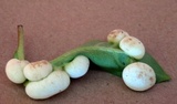 Exobasidium vaccinii image