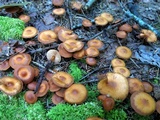 Phaeocollybia christinae image