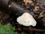 Tyromyces chioneus image